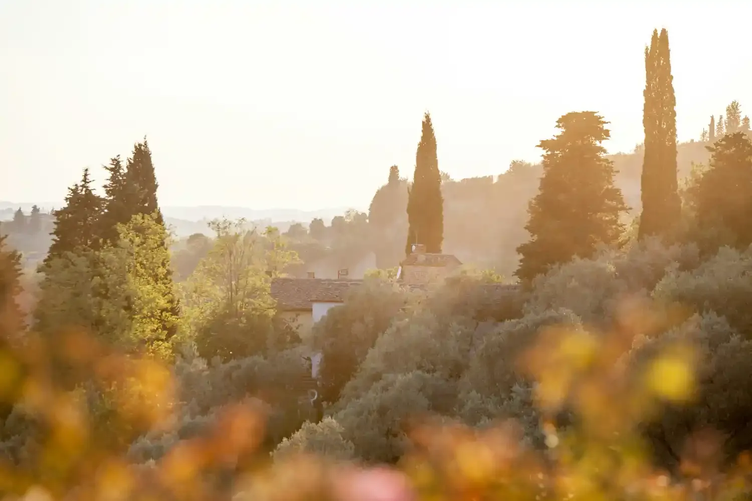 Tuscan villa at golden hour sunset with tall cypress trees, olive groves, and warm light illuminating historic estate